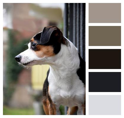 Dog Jack Russel Terrier Railing Image